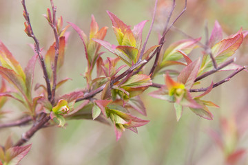 red leaves on a branch