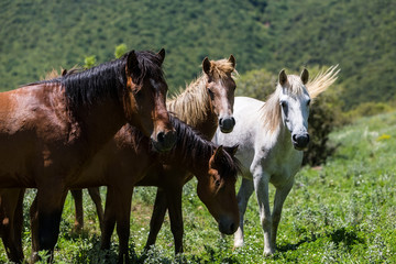 herd of horses that eat greens on a mountain slope