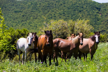 herd of horses that eat greens on a mountain slope