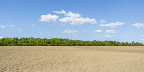 sunny agricultural scenery