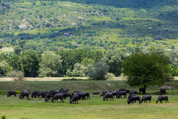 Buffalo grazing next to the river Strymon spring in Northern Gre