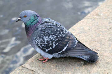 The pigeon is sitting on the pavement