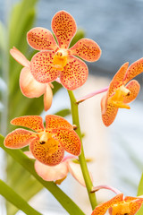 Orange  Mokara orchid in farm.