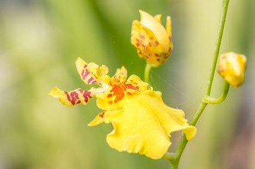 Yellow Oncidium orchid.