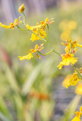 Yellow Oncidium orchid.
