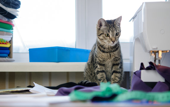 Cute Gray Kitten Cat With A Sewing Machine