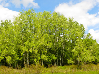 Obraz premium Landscape