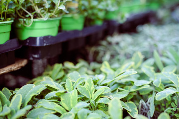 Green plants in pots raw line display, closeup