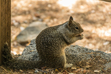 Yosemite national park