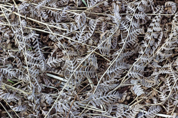 Gray nature pattern background. Close up top view of gray dry fern leaves. Gray organic original nature pattern. Top view.