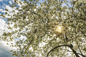Flowering aple tree