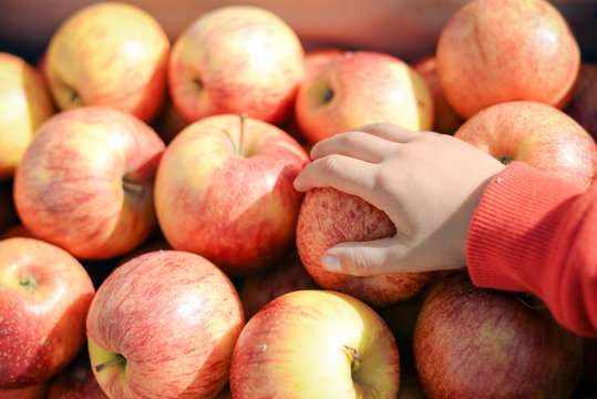 Closeup of child's hand taking apple. Store display full of red yellow apples on purple box.