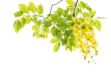 Golden shower tree (Cassia fistula) isolated on white background.