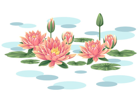 Pink waterlilies vector