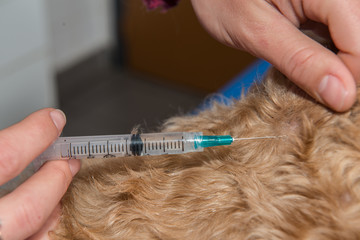 le vétérinaire vaccine le chiot contre la maladie de carré