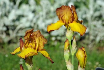 Iris à fleurs jaune et bronze au printemps, Jardin des Plantes Paris