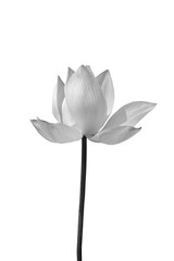 Lotus in black and white on white