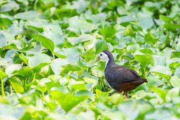 White-breasted Waterhen (Amaurornis Phoenicurus).