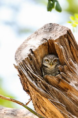 Spotted Owlet (Athene Brama) in tree hollow