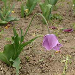 Verblühende Tulpe im Garten