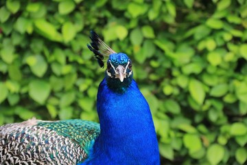 Obraz premium THE PEACOCK