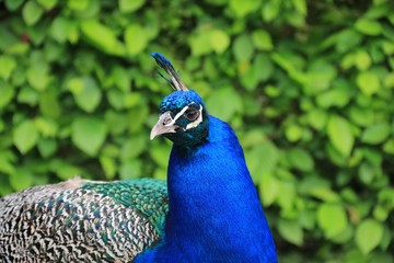 THE PEACOCK