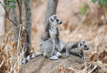 Two lemurs sit on a big stone in the jungle.