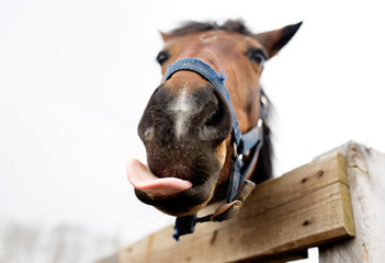 Muzzle of a horse close up.