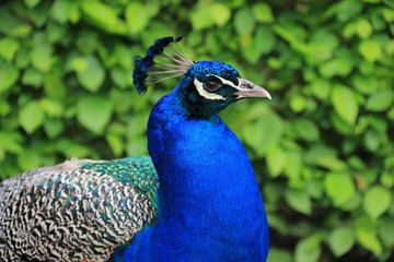 Obraz premium THE PEACOCK