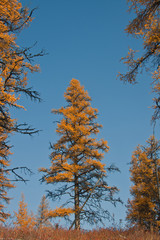 Siberian larch in the Northern taiga
