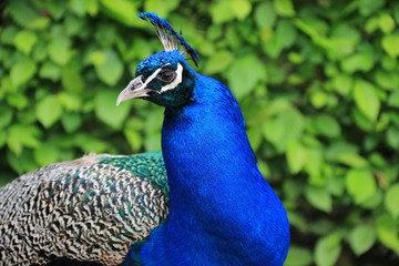 Obraz premium THE PEACOCK