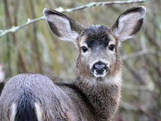 Black-tail Deer Staring