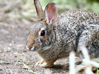 Cottontail Rabbit Closeup