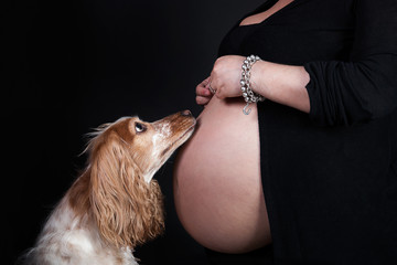 cane e pancia di donna incinta
