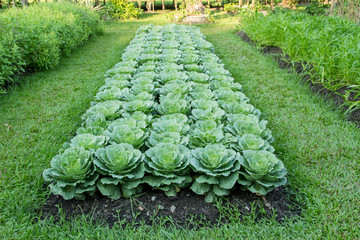 Cabbage in vegetable garden
