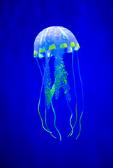 Fototapeta premium Real jellyfish on a blue background