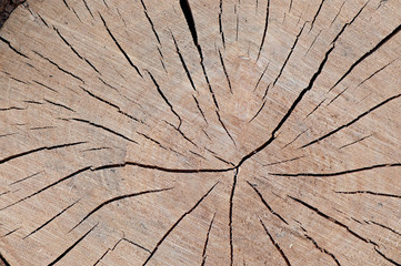 Fototapeta premium Background of wood, texture wood