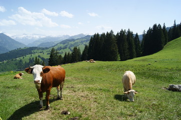 suisse
