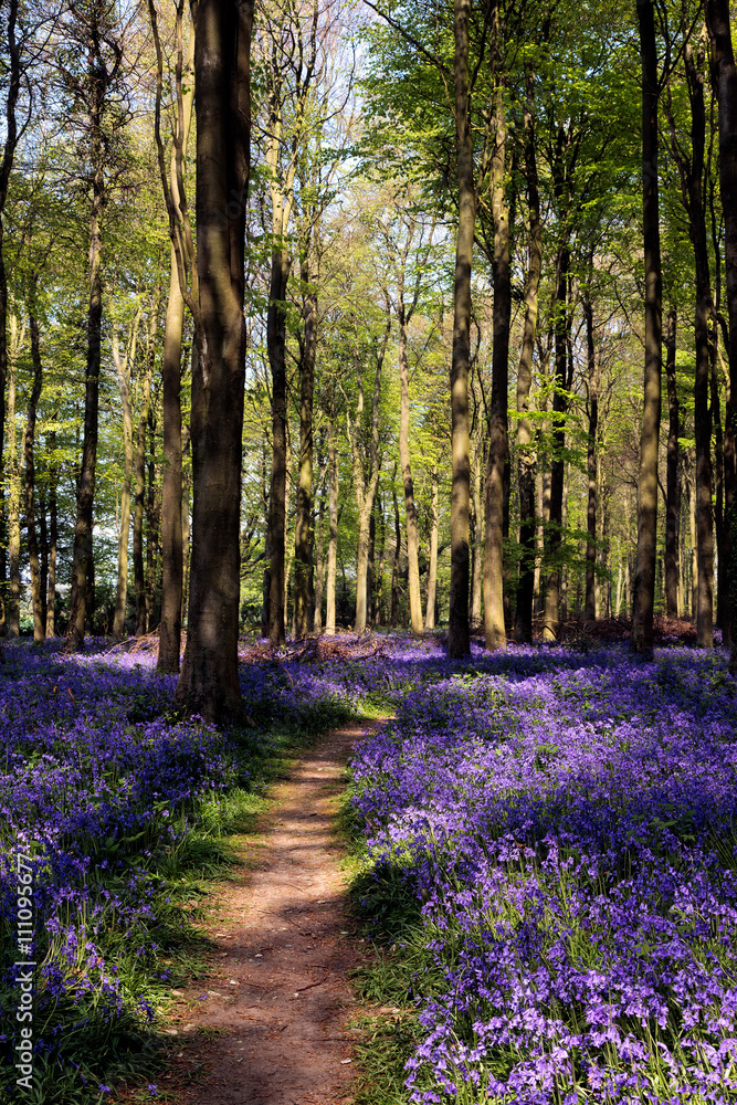 Wall mural Bluebells in Wepham Woods