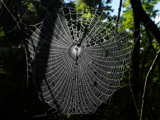 A dew covered spiders web in the forest.
