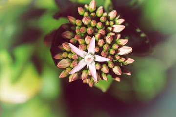 This is photo of Flower vintage blur and little noise.