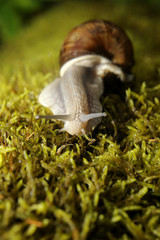 Snail crawling on moss in garden