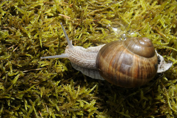 Snail crawling on moss in garden