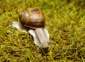 Snail crawling on moss in garden