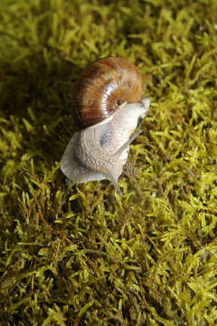 Snail crawling on moss in garden
