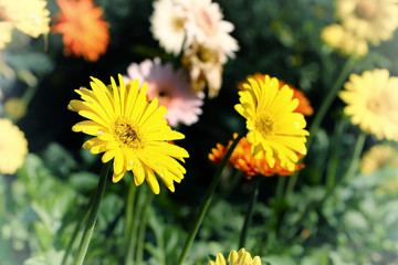 This is photo of Flower vintage blur and little noise.