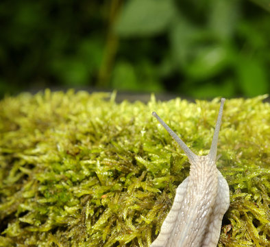 Snail crawling on moss in garden