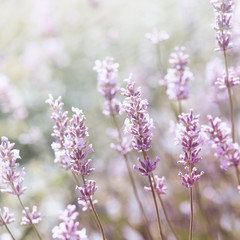 Naklejka premium White Lavender 