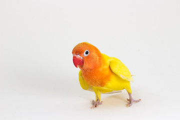 Double Yellow Lovebird