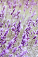 Purple Lavender
